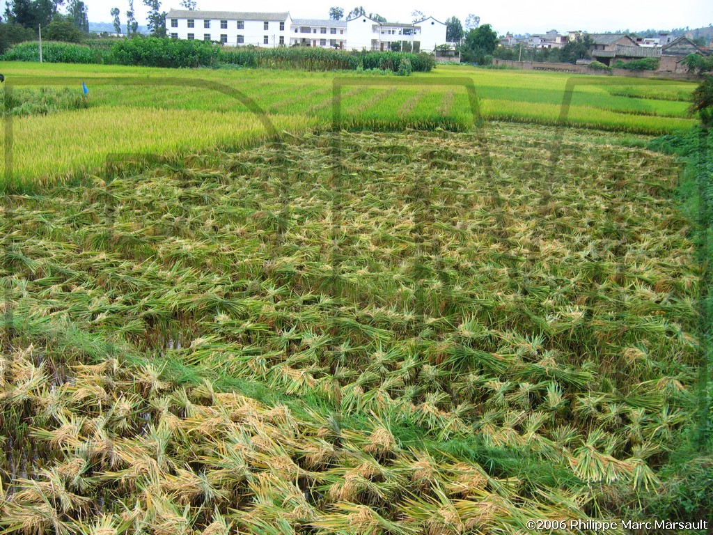 /ecran/N_yunnan_2006_234.jpg