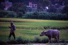 vignette D_yunnan_042.jpg 