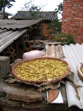 vignette N_yunnan_2006_048.jpg 